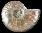 Flashy Red Iridescent Ammonite - Wide #45789-1